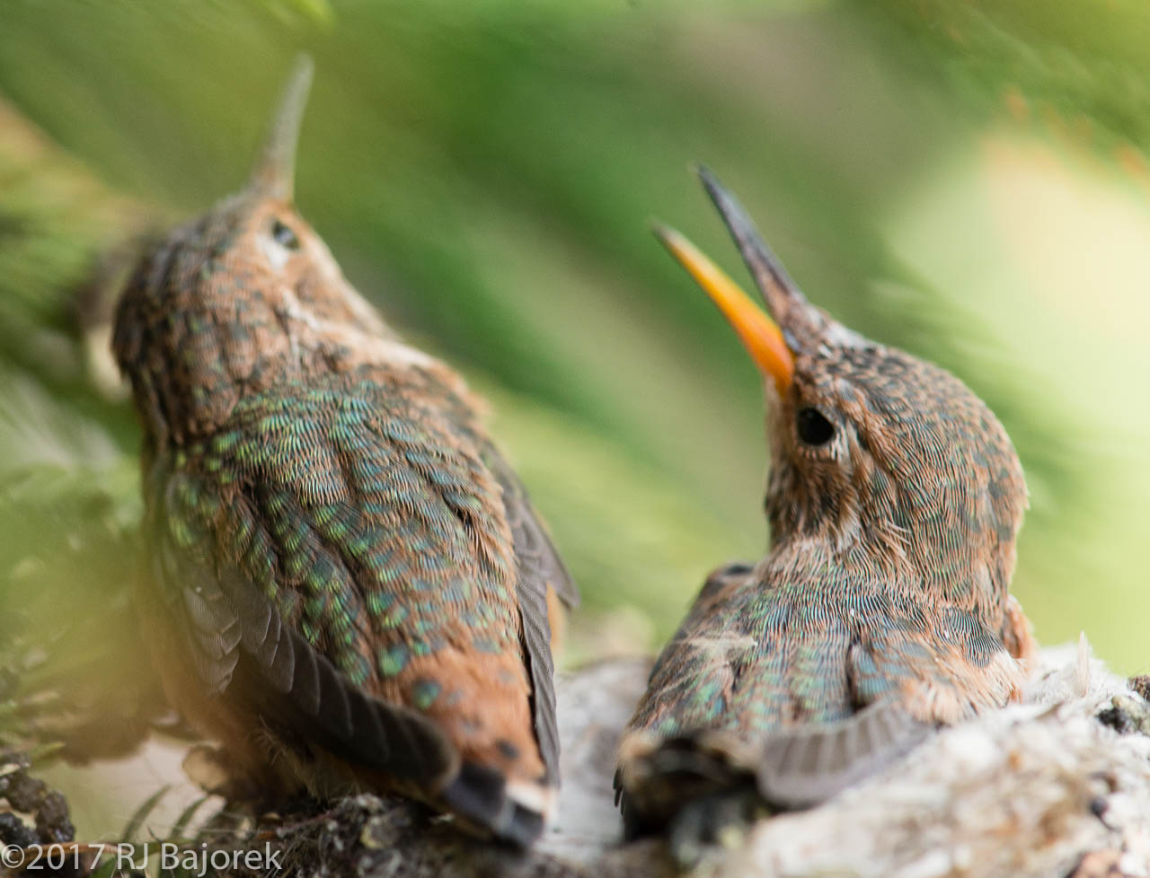 Hummingbirds20170406-29